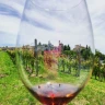 Degustazione di Vini a Neive nelle Langhe