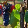 Degustazione di Vini in abbinamento a Cioccolato o Formaggio nelle Langhe