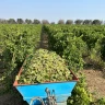 Degustazione di Vini in Masseria nel Salento