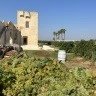 Degustazione di Vini in Masseria nel Salento