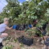 Degustazione di Vini in Masseria nel Salento
