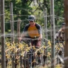 E-Bike Tour con Degustazione in Vigna a Gattinara in Valsesia