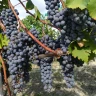 E-Bike Tour tra i Vigneti del Barolo