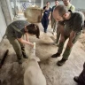 Laboratorio del Formaggio nel cuore delle Prealpi Orobiche