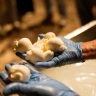 Laboratorio della Mozzarella con Degustazione vicino Salerno