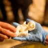Laboratorio della Mozzarella con Degustazione vicino Salerno