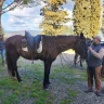 Lezione a cavallo di 1 ora vicino Livorno