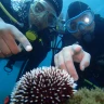 Lezione individuale di Scuba Diving ad Aci Castello in Sicilia