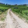 Moscato E-Bike Tour tra Langhe e Monferrato