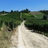 Moscato E-Bike Tour tra Langhe e Monferrato
