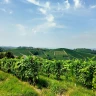 Nubilato o Celibato Escape in Vespa nelle Langhe