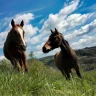 Passeggiata a Cavallo a Umbertide in Umbria
