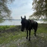 Passeggiata a Cavallo al Lago di Viverone nel Canavese