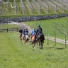 Passeggiata a Cavallo in Trentino Alto Adige vicino Trento