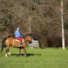 Passeggiata a Cavallo in Trentino Alto Adige vicino Trento
