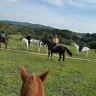 Passeggiata a Cavallo nel Parco di Veio e Valle del Sorbo