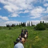 Passeggiata a Cavallo vicino Livorno