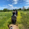 Passeggiata a Cavallo vicino Livorno