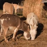 Passeggiata con gli Alpaca ad Anghiari vicino Arezzo