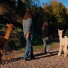 Passeggiata con gli Alpaca ad Anghiari vicino Arezzo