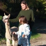 Passeggiata con gli Alpaca ad Anghiari vicino Arezzo