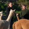 Passeggiata con gli Alpaca ad Anghiari vicino Arezzo
