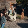 Passeggiata con gli Alpaca ad Anghiari vicino Arezzo