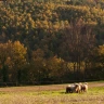 Passeggiata con gli Alpaca ad Anghiari vicino Arezzo
