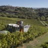 Picnic di Coppia in Vigna a San Gimignano