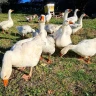 Picnic in Fattoria vicino Firenze