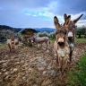 Picnic in Fattoria vicino Firenze