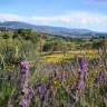 Picnic in Fattoria vicino Firenze