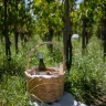 Picnic in Vigna sull'Isola di Lipari