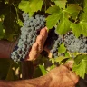 Visita in Cantina e Degustazione di Vini vicino Siena