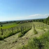 Visita in Cantina e Degustazione nell’Oltrepò Pavese