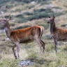 Wildlife Watching in Trentino nella Val di Pejo