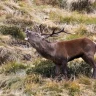 Wildlife Watching in Trentino nella Val di Pejo