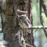 Wildlife Watching in Trentino nella Val di Pejo