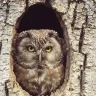 Wildlife Watching in Trentino nella Val di Pejo