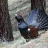 Wildlife Watching in Trentino nella Val di Pejo