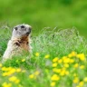 Wildlife Watching in Trentino nella Val di Pejo