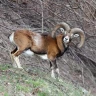 Wildlife Watching in Trentino nella Val di Pejo