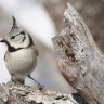 Wildlife Watching in Trentino nella Val di Pejo