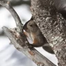 Wildlife Watching in Trentino nella Val di Pejo