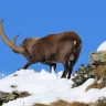 Wildlife Watching in Trentino nella Val di Pejo