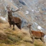 Wildlife Watching in Trentino nella Val di Pejo