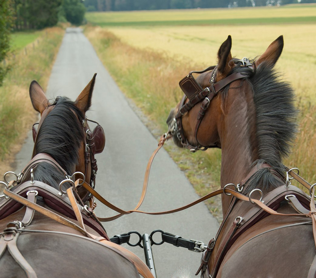 Giro in Carrozza a Umbertide in Umbria