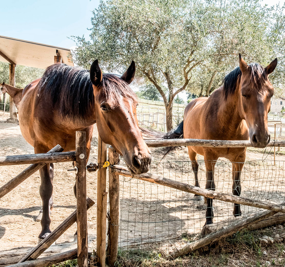 Passeggiata a Cavallo a Umbertide