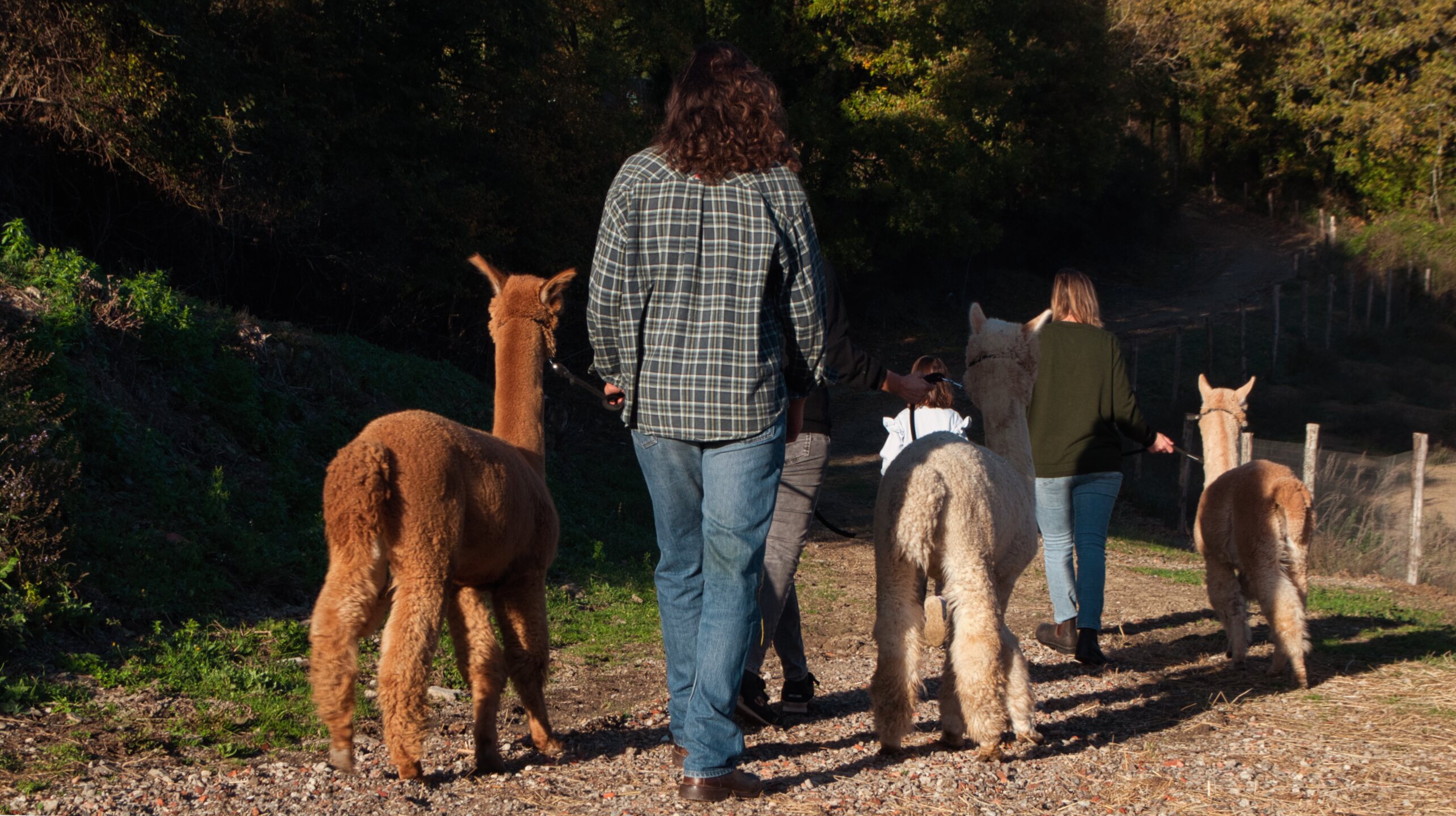 Passeggiata con gli Alpaca ad Anghiari vicino Arezzo