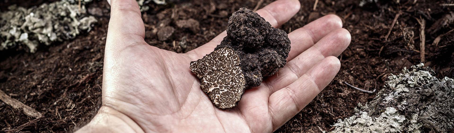 Caccia al Tartufo in Toscana vicino Siena